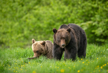Wall Mural - Wild brown bears pair ( Ursus arctos )