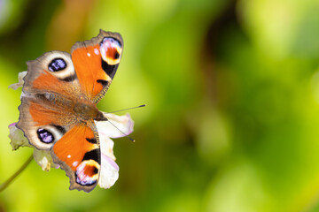 Sticker - Closeup shot of a beautiful butterfly on the Garden Cosmos flower in a garden