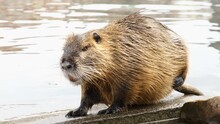 Cute Nutria Washes And Cleans Its Wool On The River Bank. Funny Video With An Animal