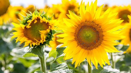 Wall Mural - Blooming sunflowers natural background, close-up.