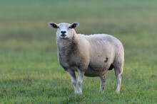 Grazing Sheep On Farmland, Looking At Camera