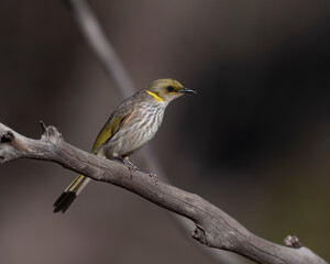 Wall Mural - The Yellow-plumed Honeyeater (Lichenostomus ornatus) is a medium-sized bird with a relatively long, down-curved black bill, a dark face and a distinctive, upswept yellow neck plume.