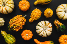 Variety Of Ornamental Gourds, Pumpkins, And Squash