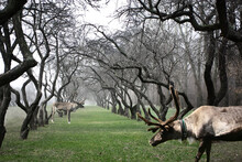 Two Deers, Apple Tree City Park. Moscow Russia