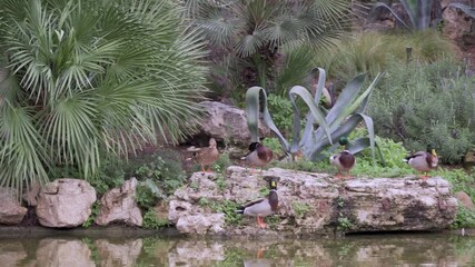 Poster - Close-up of ducks on the pond in the park. Wild ducks are reflected in the lake. A pond with ducks