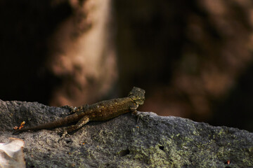 Sticker - Selective of a lizard on a stone