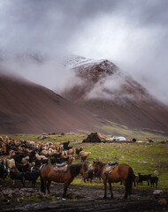 Sticker - Mongolian sheep and goats are grazing in the pasture in western part of Mongolia