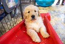 Adorable 5 Week Old Golden Retriever Puppy Dog Playing On A Red Toy Slide