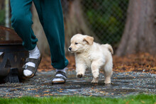 Cute 8 Week Old Golden Retriever Puppy Dog Runs At The Feet Of A Girl Wearing Sandals