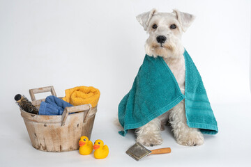 Wall Mural - white schnauzer dog sitting with a green towel on his back next a basket with hygiene equipment on white background