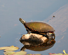 Painted Turtle Photo. Turtle Resting On A Log With Body Reflection And Displaying Its Turtle Shell, Head, Paws In Its Environment And Habitat Surrounding. Turtle Image. Picture. Portrait.