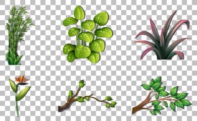 Sticker - Set of variety plants on transparent background