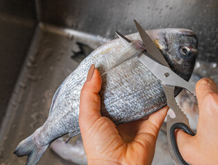 Sticker - cutting off fins of dorado fish