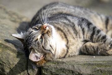 Canvas Print - Closeup shot of a cute, fluffy cat outdoors on a blurred background