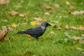 Sticker - Closeup shot of a crow standing on the grass in a park