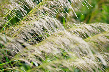 Wall Mural - reeds grass flower