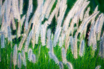 Wall Mural - reeds grass flower