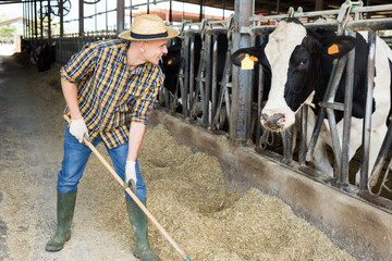 Wall Mural - Skilled confident male farmer engaged in breeding of Holstein dairy cows, working in outdoor cowshed