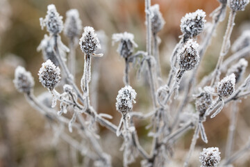 Canvas Print - dried flowers with rime closeup selective focus