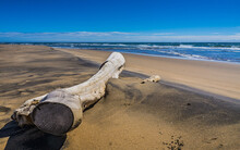 Driftwood On A Summer Day On The Sandy Beach Of Aguanish In Cote Nord Region Of Quebec, Canada