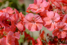 Red Geranium Flowers In The Garden