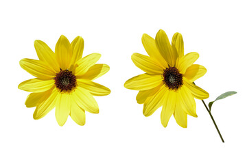 Wall Mural - Couple of yellow sunflowers isolated on white background