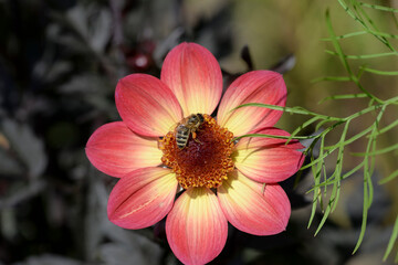 Wall Mural - bee on pink and yellow dahlia flower