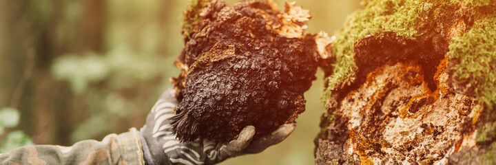 man survivalists and gatherer with hands gathering chaga mushroom growing on birch tree trunk on summer forest. wild raw food chaga parasitic fungus or fungi for alternative medicine. banner. flare