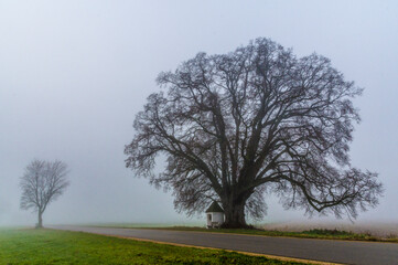 Wall Mural - Linde im Nebel