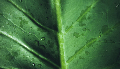 water drops on green leaf for nature background concept