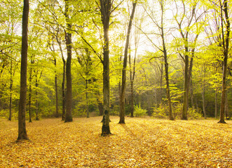 Wall Mural - autumn forest trees. nature yellow wood sunlight backgrounds.