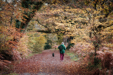 Wall Mural - Respryn wood walker with dog Cornwall England uk 