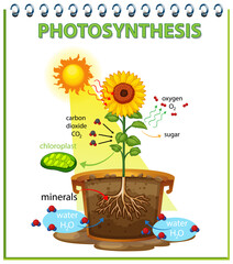 Wall Mural - Diagram showing process of photosynthesis in sunflower