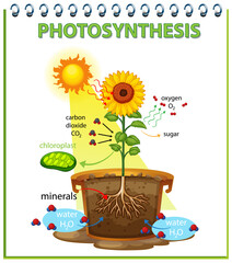 Sticker - Diagram showing process of photosynthesis in sunflower