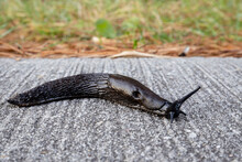 Black Slug, Arion Ater, Crawling On A Road