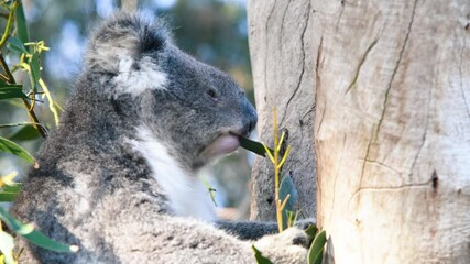 Poster - Koala on a tree eating leaves