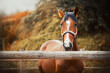 A cute, beautiful sorrel horse with a halter on its muzzle stands in a paddock with a wooden fence on a farm on an autumn day. Agriculture and livestock. Equestrian life.