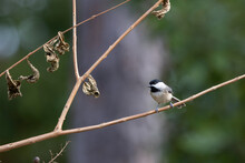 A Carolina Chickadee (Poecile Carolinensis)  Perched On A Bare Branch In St. Augustine, Florida. 