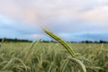 Wall Mural - Closeup shot of a wheat