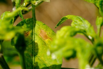 Wall Mural - Fungal chilli