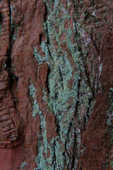 bark of a tree