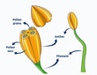 Structure of anther vector illustration. Plant anatomy illustration

