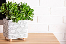 Decorative Indoor Plant Crassula In A Pot