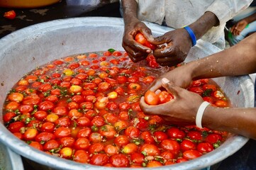 tomato harvest