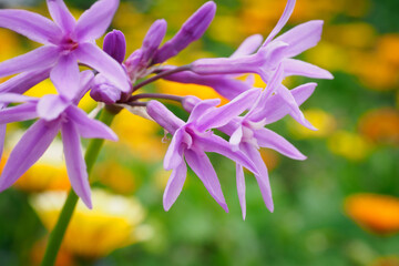 Poster - Society Garlic (Tulbaghia violacea) plant