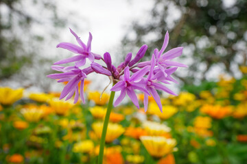 Sticker - Society Garlic (Tulbaghia violacea) plant