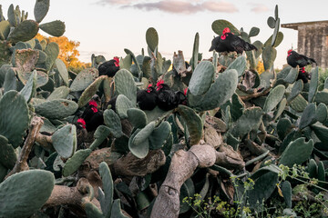 Sticker - A flock of black roosters and hens, free range in a field, perched on Opuntia prickly pear pads