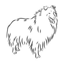 Border Collie Vector Isolated Hand Drawing Illustration In Black Color On White Background