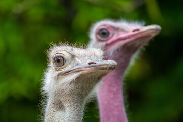 Wall Mural - Closeup of two ostriches. Selected focus.