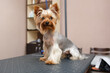 Cute yorkshire terrier dog on table in grooming studio waiting to be groomed. Funny little Yorkie puppy at groomer salon